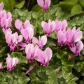 Cyklámen brečtanolistý - Cyclamen Hederifolium - hľuzy cyklaména - 1 ks