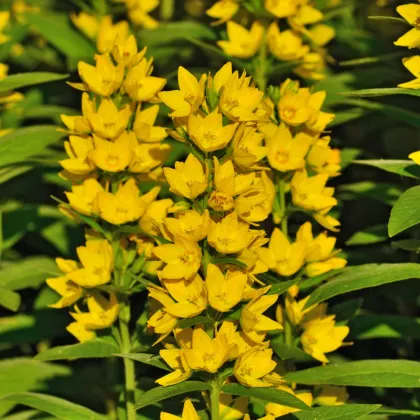 Čerkáč obyčajný - Lysimachia vulgaris - semená čerkáča - 200ks