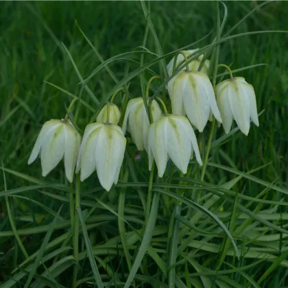 Korunkovka biela - Fritillaria meleagris - predaj cibuľovín - 3 ks