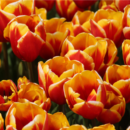 Tulipán Kees Nelis - predaj cibuľovín - holandské tulipány - 3 ks