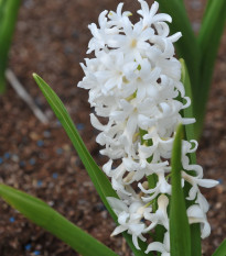 Hyacint Carnegie - Hyacinthus L. - cibuľa hyacintu - 1 ks