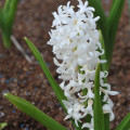 Hyacint Carnegie - Hyacinthus L. - cibuľa hyacintu - 1 ks