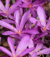 Jesienka obyčajná ružová - Colchicum cilicicum - hľuzy jesienok - 1 ks