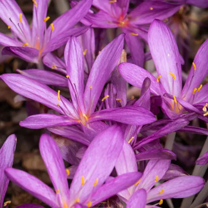 Jesienka obyčajná ružová - Colchicum cilicicum - hľuzy jesienok - 1 ks