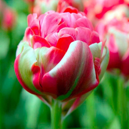 Tulipán Renown Unique - Tulipa - cibuľoviny - 3 ks