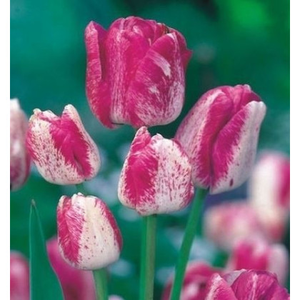 Tulipán Modern style - Tulipa - cibuľoviny - 3 ks