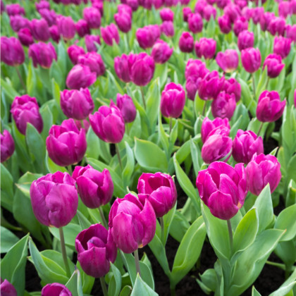 Tulipán Purple Flag - predaj cibuľovín - holandské tulipány - 3 ks