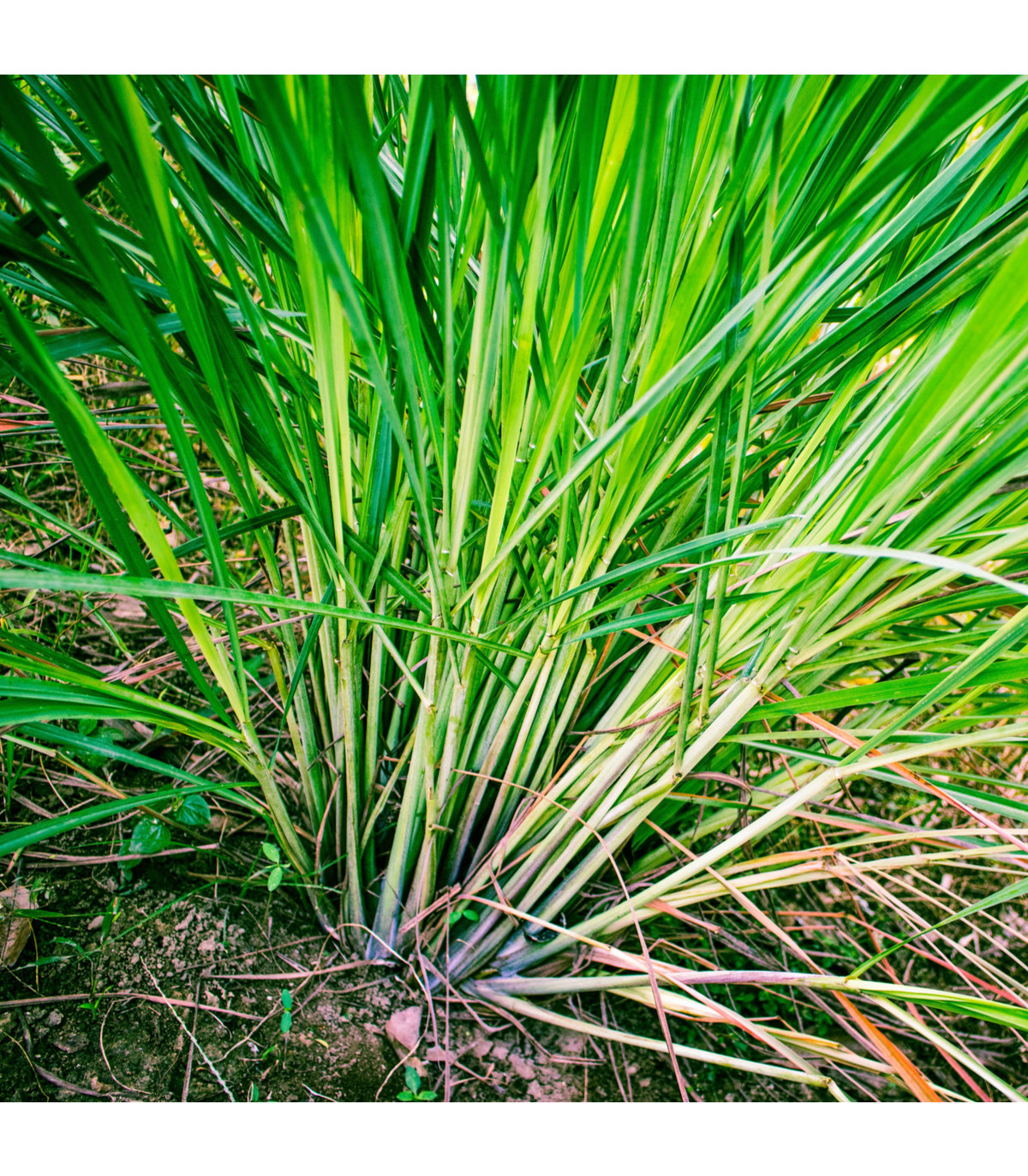 Citrónová tráva - Cymbopogon flexuosus - semená citrónovej trávy - 20 ks