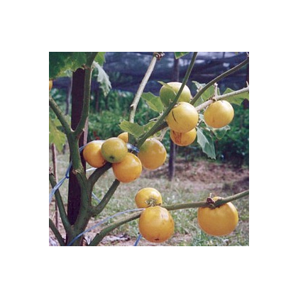 Teron Asam - Solanum lasiocarpum - predaj semien - 5 ks