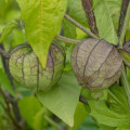 Machovka dužnoplodá - Physalis philadelphica - semená machovky - 5 ks