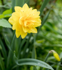 Narcis Golden Ducat - predaj cibuľovín - plnokveté narcisy - 3 ks