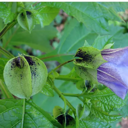 Nikandra - Nicandra physalodes - semená nikandry - 10 ks