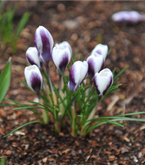 Krókus Prins Claus - Crocus chrysanthus - hľuzy krókusu - 3 ks