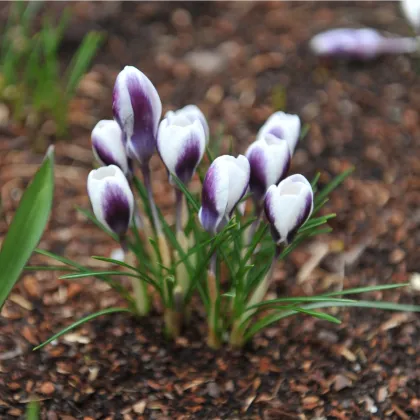 Krókus Prins Claus - Crocus chrysanthus - hľuzy krókusu - 3 ks