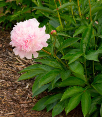 Pivónia Amabilis - Paeonia lactiflora - hľuzy pivónie - 1 ks