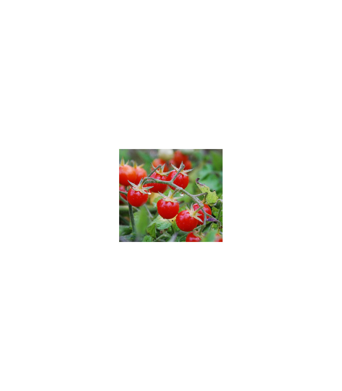 Divá paradajka červená - Lycopersicon pimpinellifolium - semená paradajok - 6 ks