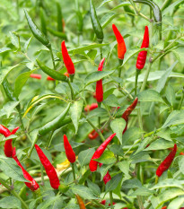 Chilli Tabasco - Capsicum frutescens - semená chilli - 7 ks