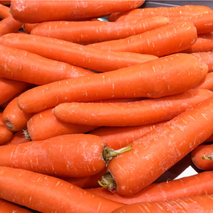 Mrkva Lange Rote Strumpfe - Daucus carota - semená - 900 ks
