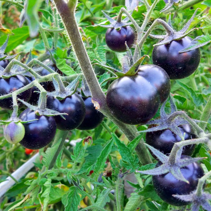 Paradajka Blueberry - Solanum lycopersicum - semená paradajky - 6 ks