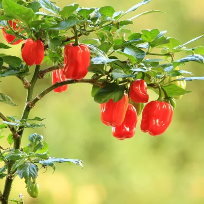 Chilli červené Scotch Bonnet - Capsicum chinense - semená chilli - 6 ks