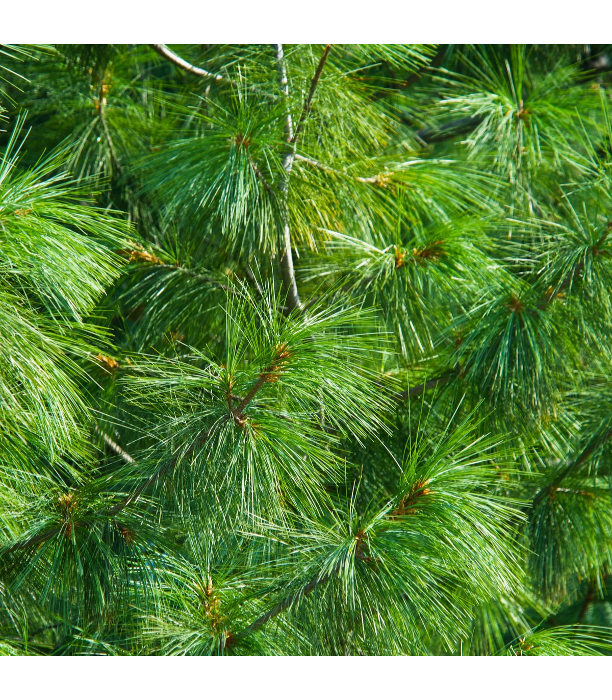 Borovica Roxburghova - Pinus roxburhii - semená borovice - semiačka - 5 ks