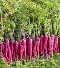 Mrkva dračia - netradičná - Daucus carota - semená - 7 ks