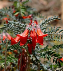 Africká bylina - Sutherlandia frutescens - semená bylinky - 4 ks