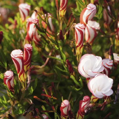 Šťaveľ dvojfarebný - Oxalis versicolor - cibuľoviny - 1 ks