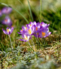 Krókus Tomasiniho Lilac Beauty - Crocus Tommasinianus - cibuľoviny - 3 ks