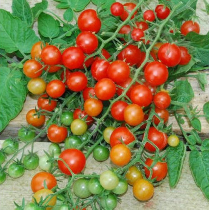 Divoké paradajky - Solnum pimpinellifolium - semená paradajky - semiačka - 6 ks
