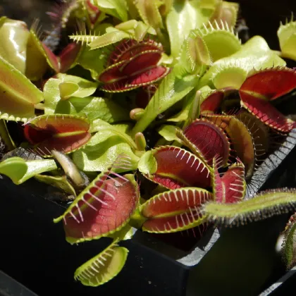 Mucholapka podivná - Dionaea muscipula - semená mucholapky - 10 ks