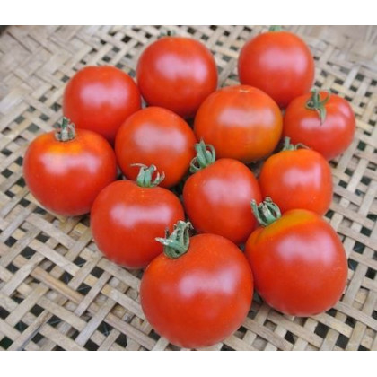 Rajčiak kolíkový Sláva Porýní - semená paradajok - 50 ks