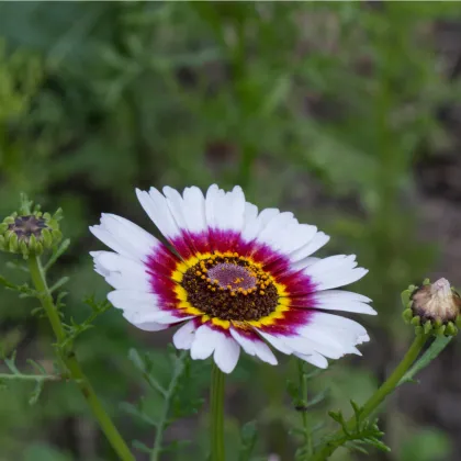 Králik kylnatý - zmes farieb - chrysanthemum carinatum - predaj semien letničiek - 100 ks