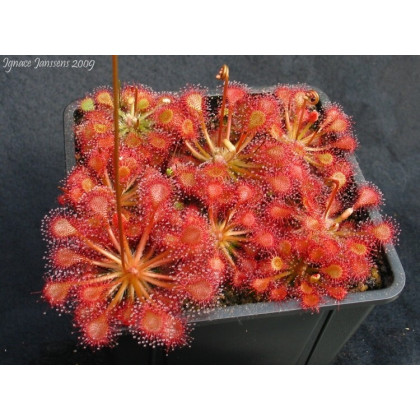 Rosnička - Drosera capillaris - semená - 10 ks