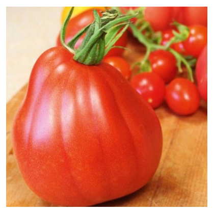 Paradajka Coure di Bue - Solanum lycopersicum - semená paradajky - 10 ks