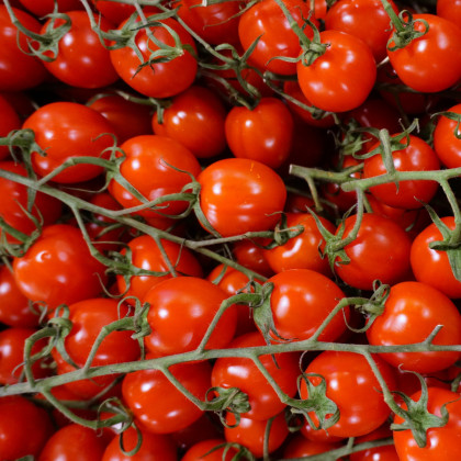 Paradajka Supersweet F1 - Solanum lycopersicum - semená paradajky - 6 ks