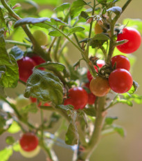 Paradajka Tiny Tim - Solanum lycopersicum - semená paradajok - 7 ks