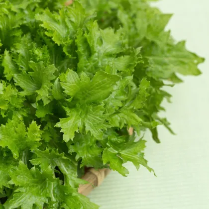 Horčica Wasabina - Brassica Juncea - semená horčice - 120 ks