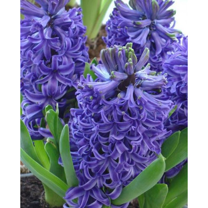 Modrý hyacint Blue Pearl - cibuľoviny - 1 ks