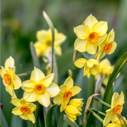 Narcis Suzy - Narcissus - cibuľoviny - 3 ks