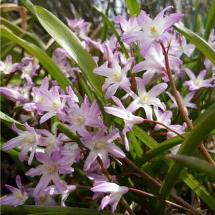 Scila ružová - Scilla siberica - cibuľovíny - 3 ks