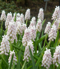 Modrica ružová - Muscari Pink Sunrise - predaj cibuľovín - 2 ks