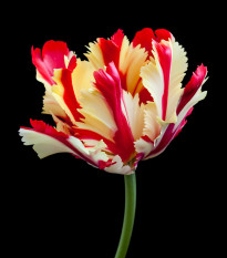 Tulipán Flamming Parrot - Tulipa - cibuľoviny - 3 ks