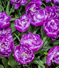 Tulipán plnokvetý Blue Diamond - Tulipa - cibuľoviny - 3 ks