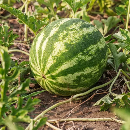 Melón cukrový Stellio F1 - Cucumis melo - semená melónu - 6 ks