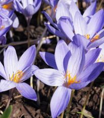 Krókus Zonatus - Crocus Zonatus - hľuzy krókusu - 3 ks