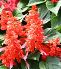 Šalvia žiarivá Blaze of fire - Salvia splendens - semená šalvie - 15 ks