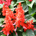 Šalvia žiarivá Blaze of fire - Salvia splendens - semená šalvie - 15 ks