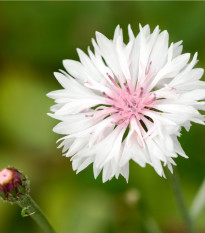 Nevädza poľná ružová - Centaurea cyanus - semená nevädze - 0,3 g