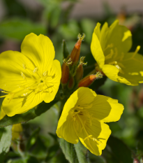 Pupalka dvojročná - Oenothera biennis - semená pupalky - 20 ks